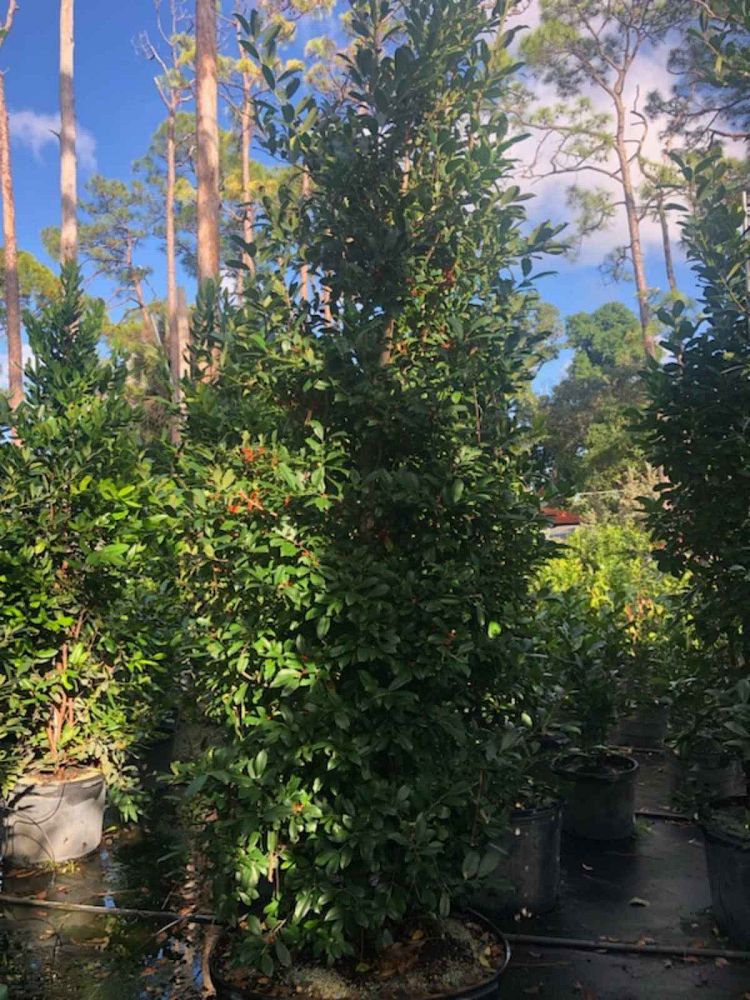 ilex-x-attenuata-eagleston-holly-eagleston-holly