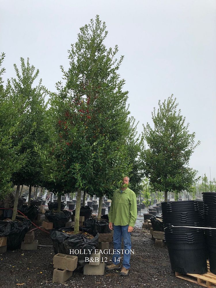 ilex-x-attenuata-eagleston-holly-eagleston-holly
