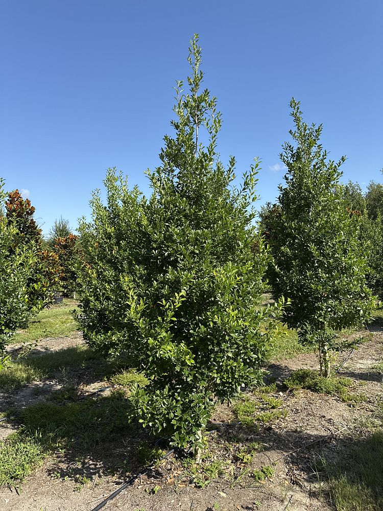 ilex-x-attenuata-eagleston-holly-eagleston-holly