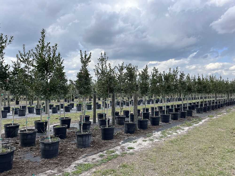 ilex-x-attenuata-eagleston-holly-eagleston-holly