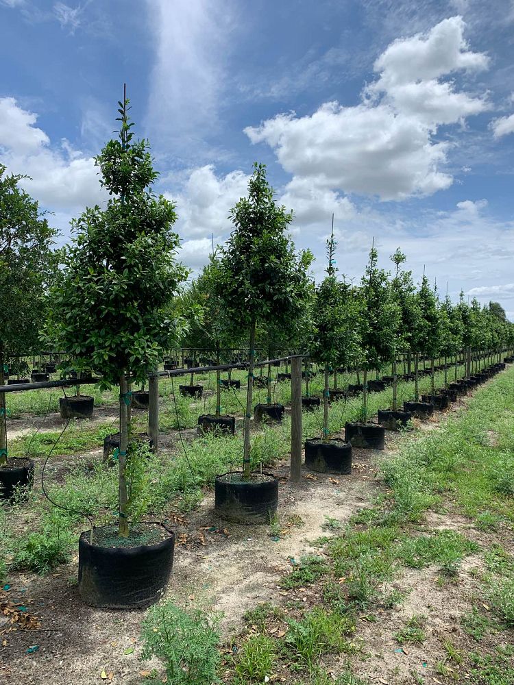 ilex-x-attenuata-eagleston-holly-eagleston-holly