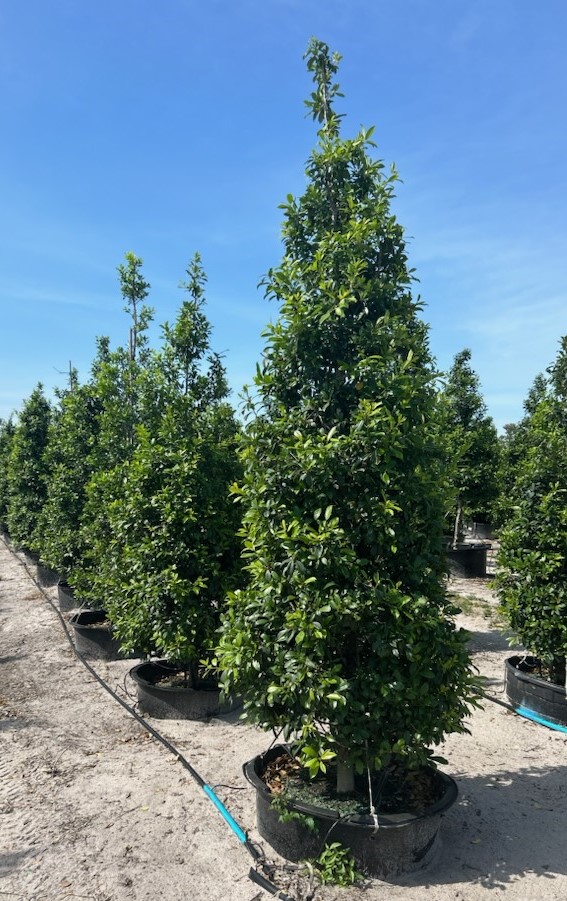 ilex-x-attenuata-eagleston-holly-eagleston-holly