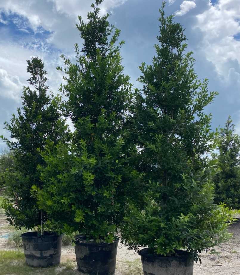 ilex-x-attenuata-eagleston-holly-eagleston-holly