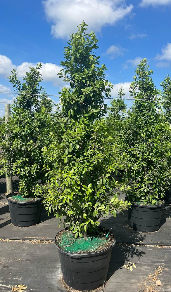ilex-x-attenuata-eagleston-holly-eagleston-holly