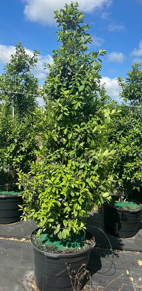 ilex-x-attenuata-eagleston-holly-eagleston-holly