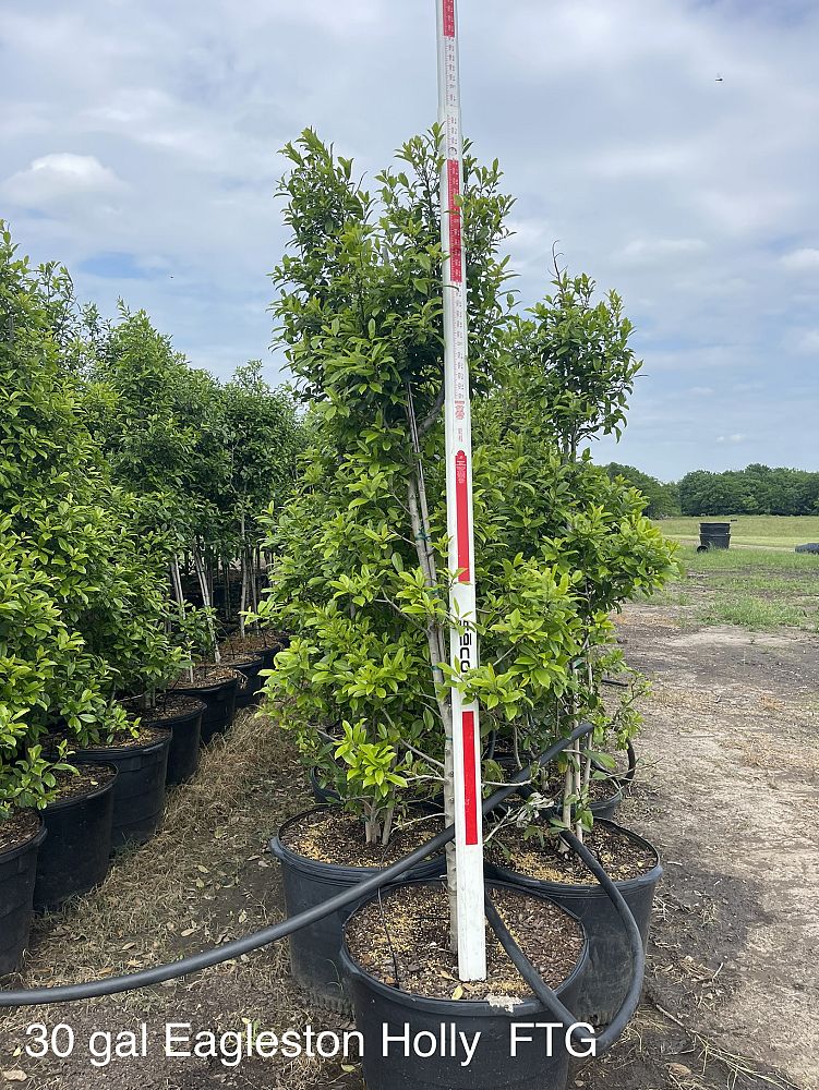 ilex-x-attenuata-eagleston-holly-eagleston-holly