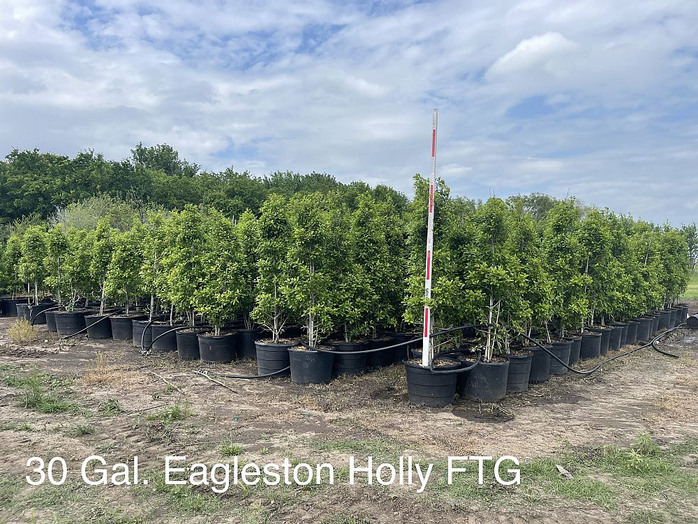 ilex-x-attenuata-eagleston-holly-eagleston-holly
