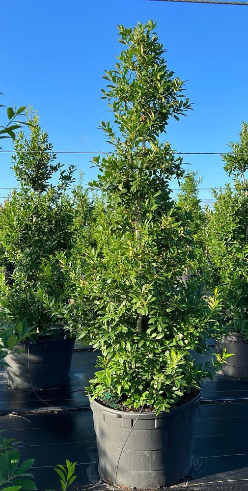 ilex-x-attenuata-eagleston-holly-eagleston-holly