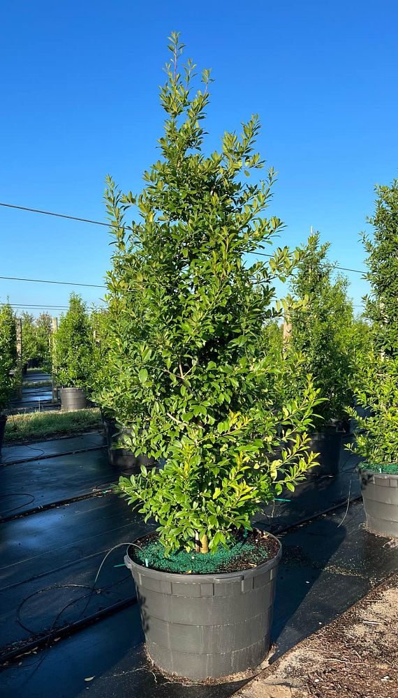 ilex-x-attenuata-eagleston-holly-eagleston-holly
