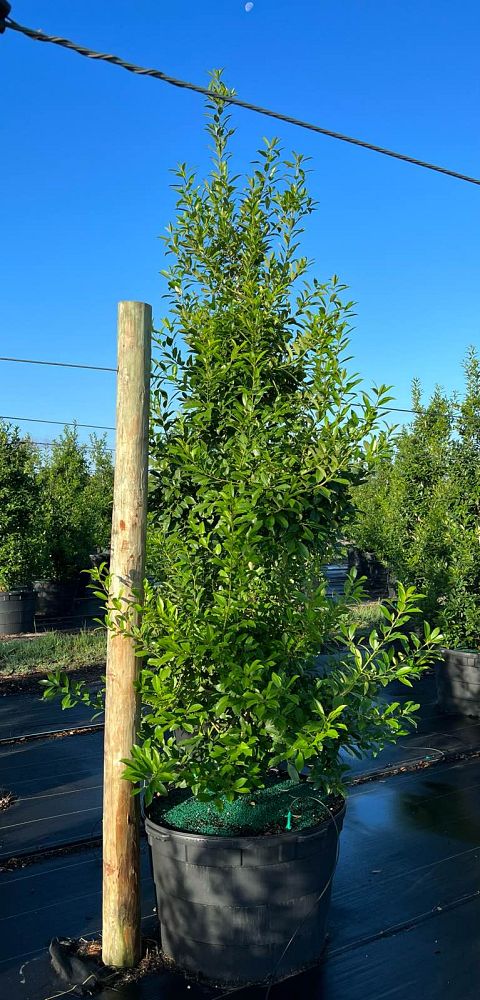 ilex-x-attenuata-eagleston-holly-eagleston-holly