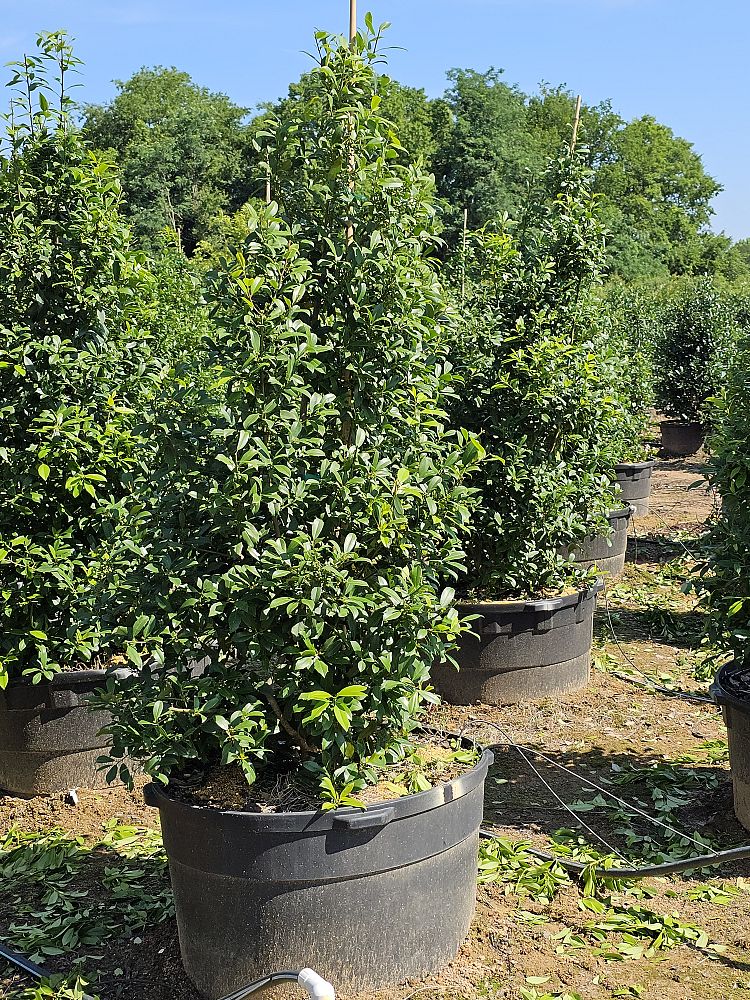 ilex-x-attenuata-eagleston-holly-eagleston-holly