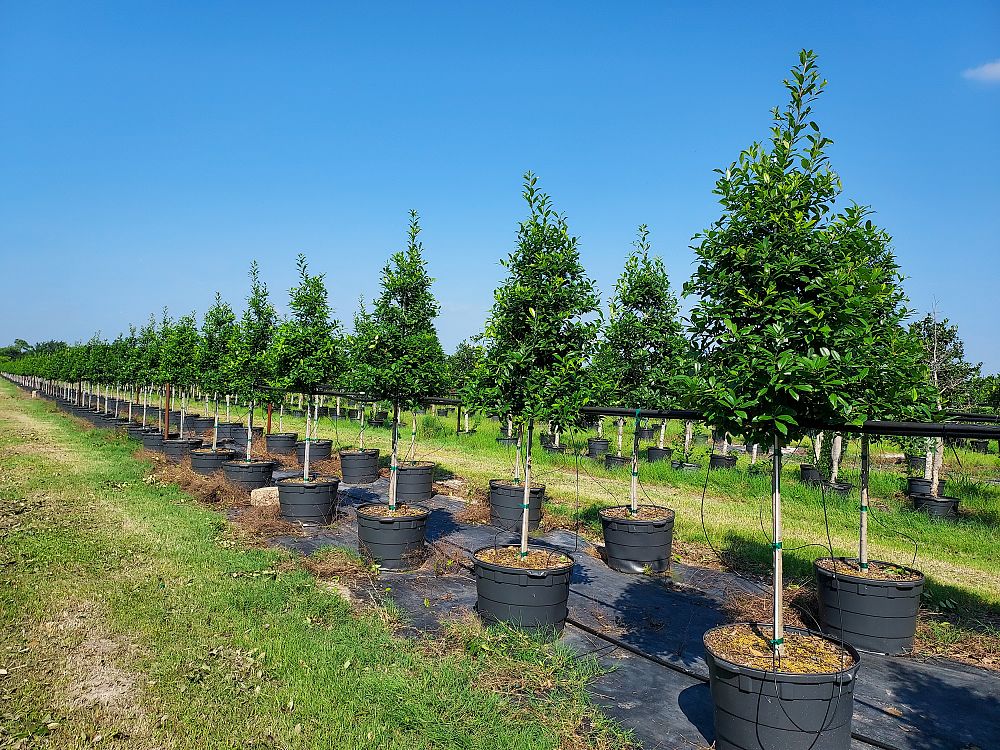 ilex-x-attenuata-eagleston-holly-eagleston-holly