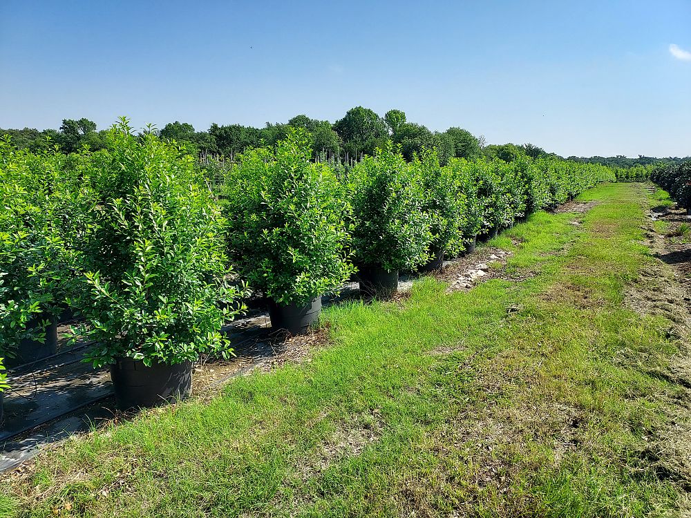 ilex-x-attenuata-eagleston-holly-eagleston-holly