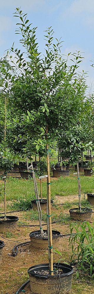 ilex-x-attenuata-eagleston-holly-eagleston-holly