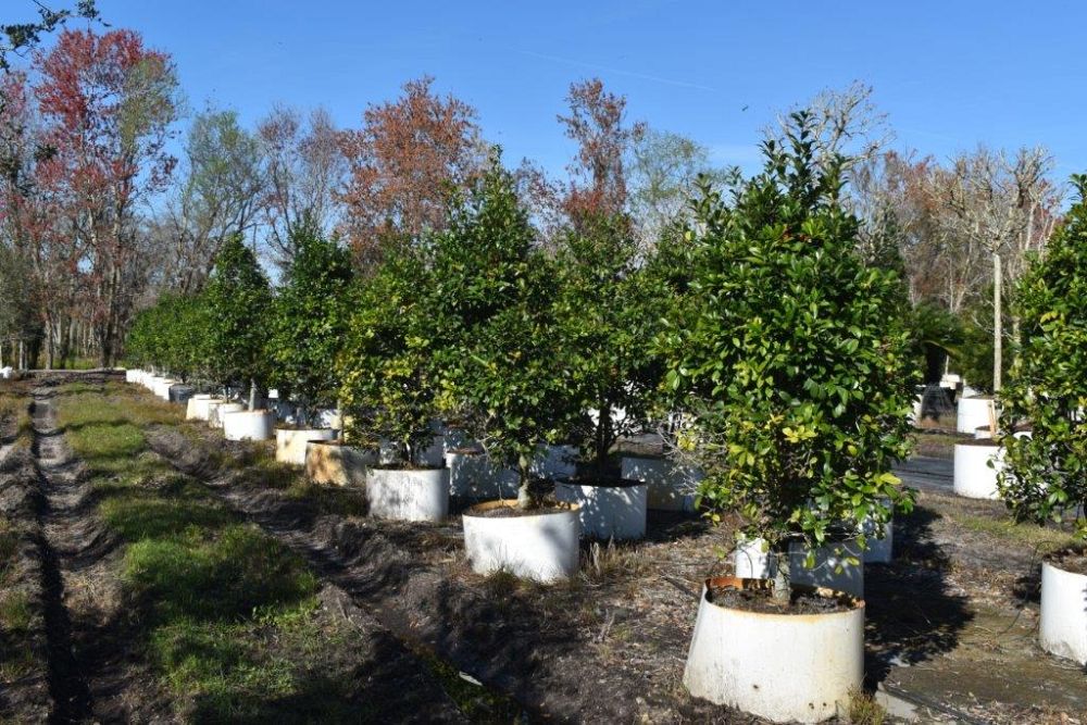 ilex-x-attenuata-eagleston-holly-eagleston-holly