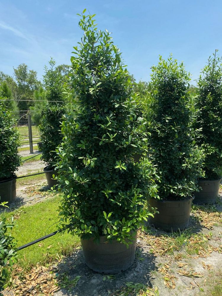 ilex-x-attenuata-eagleston-holly-eagleston-holly