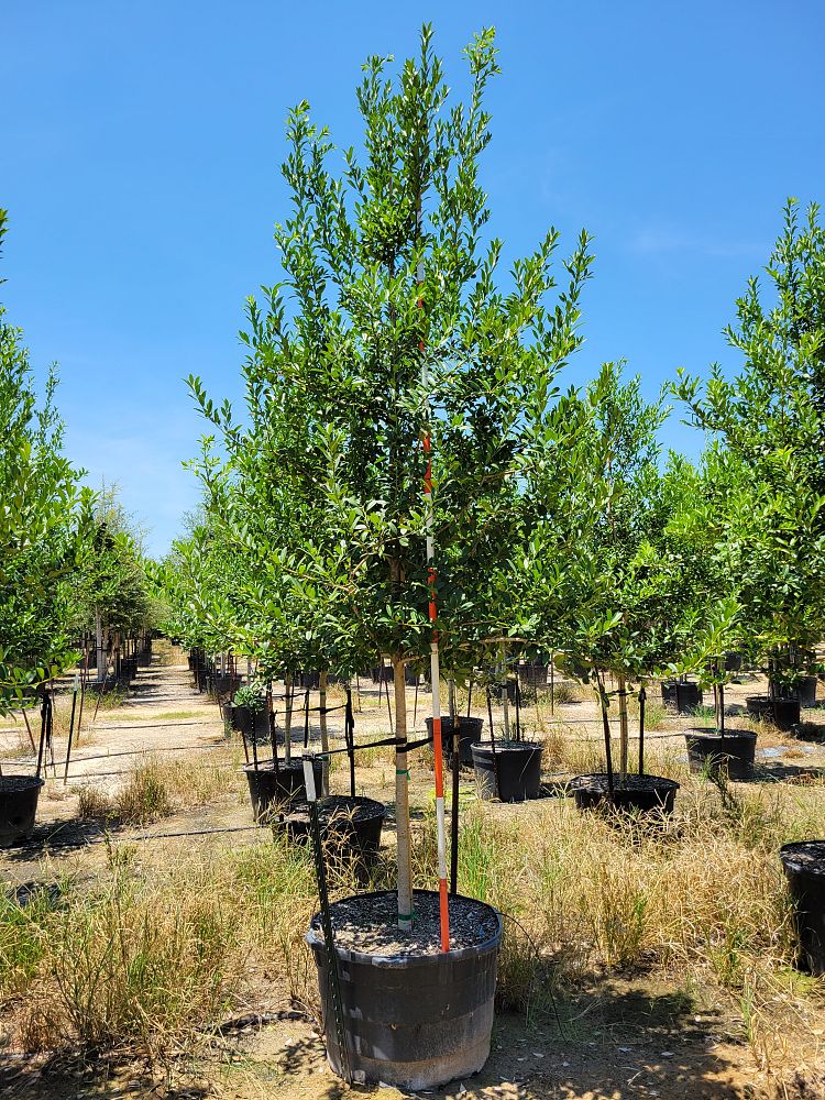 ilex-x-attenuata-eagleston-holly-eagleston-holly