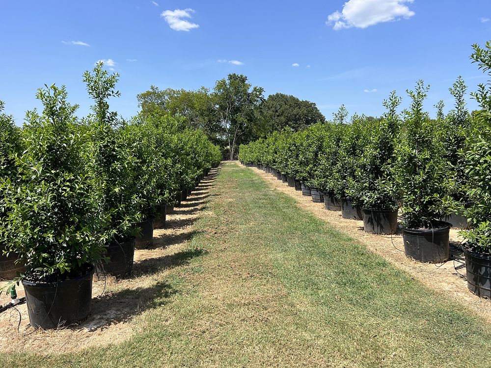 ilex-x-attenuata-eagleston-holly-eagleston-holly