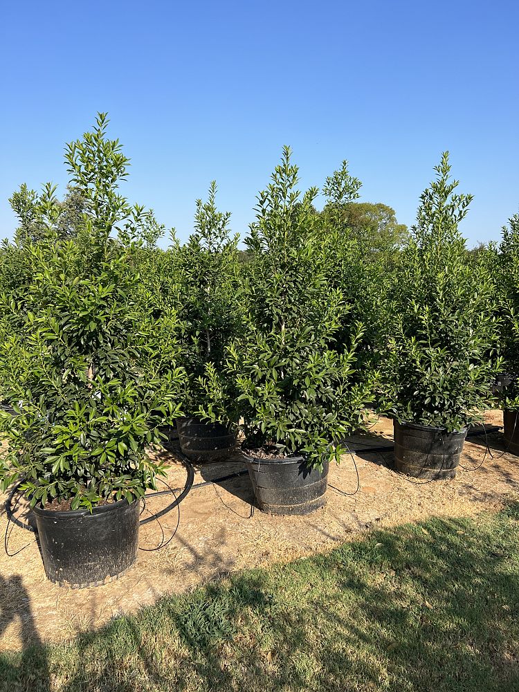 ilex-x-attenuata-eagleston-holly-eagleston-holly