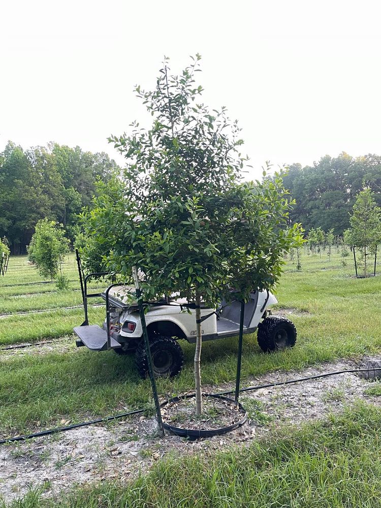 ilex-x-attenuata-eagleston-holly-eagleston-holly