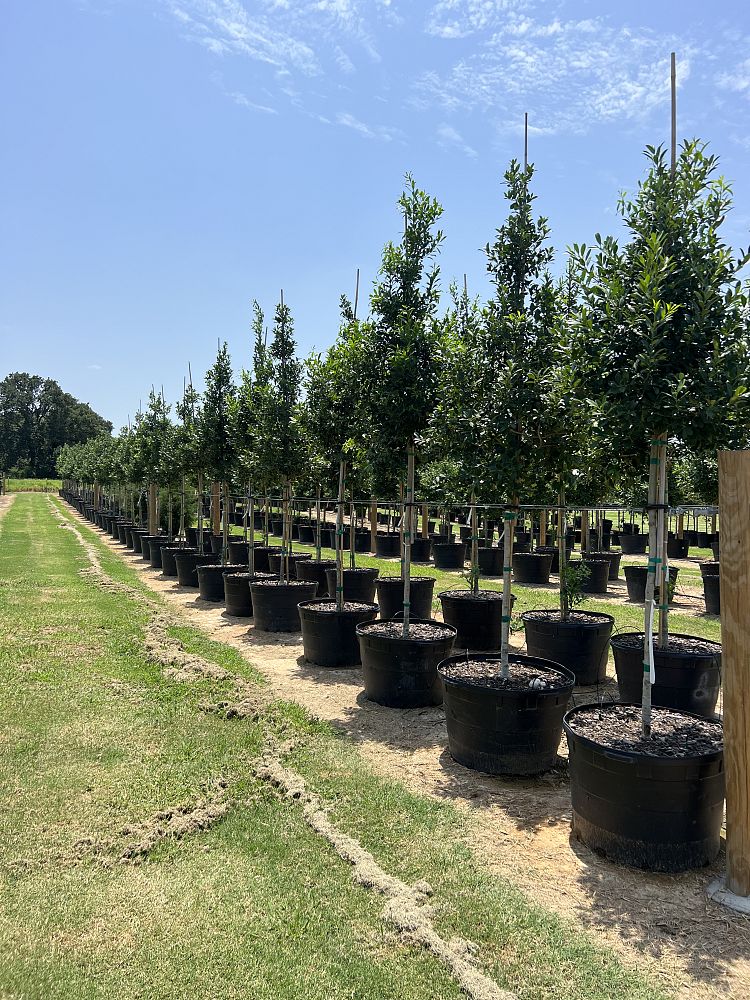 ilex-x-attenuata-eagleston-holly-eagleston-holly