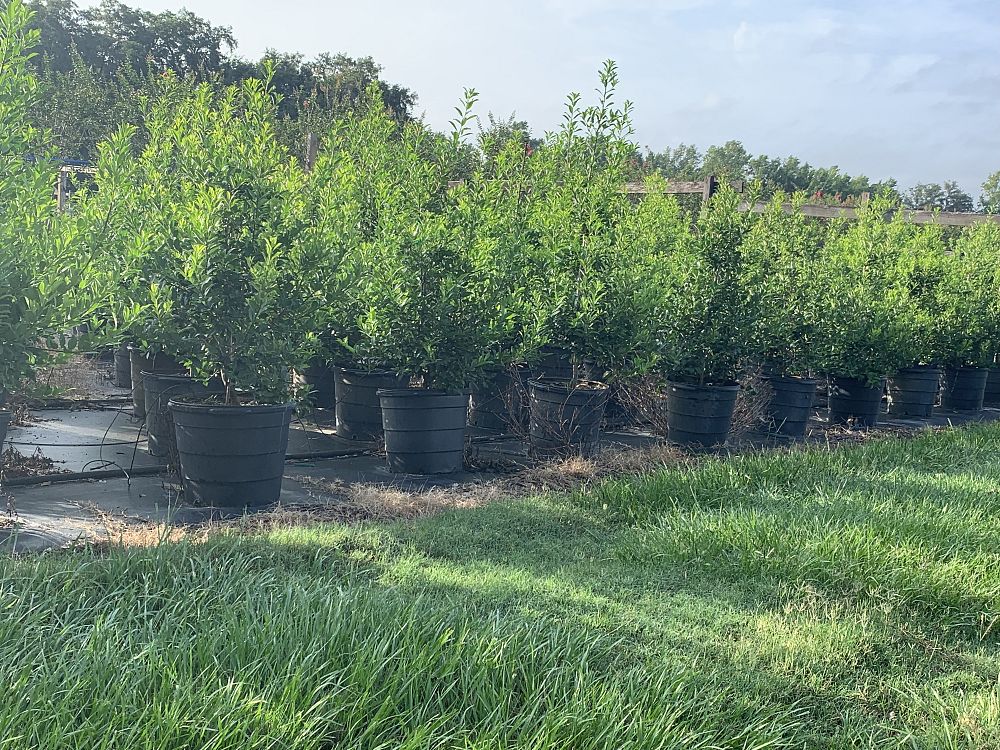 ilex-x-attenuata-eagleston-holly-eagleston-holly