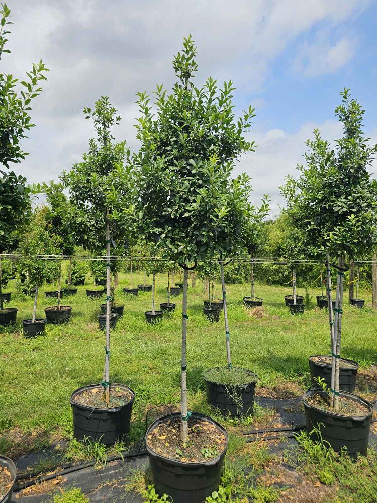 ilex-x-attenuata-eagleston-holly-eagleston-holly