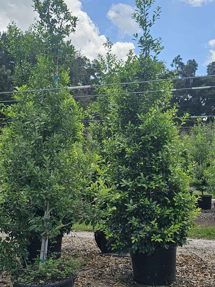 ilex-x-attenuata-eagleston-holly-eagleston-holly
