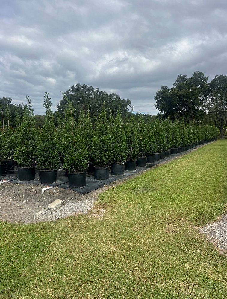 ilex-x-attenuata-eagleston-holly-eagleston-holly