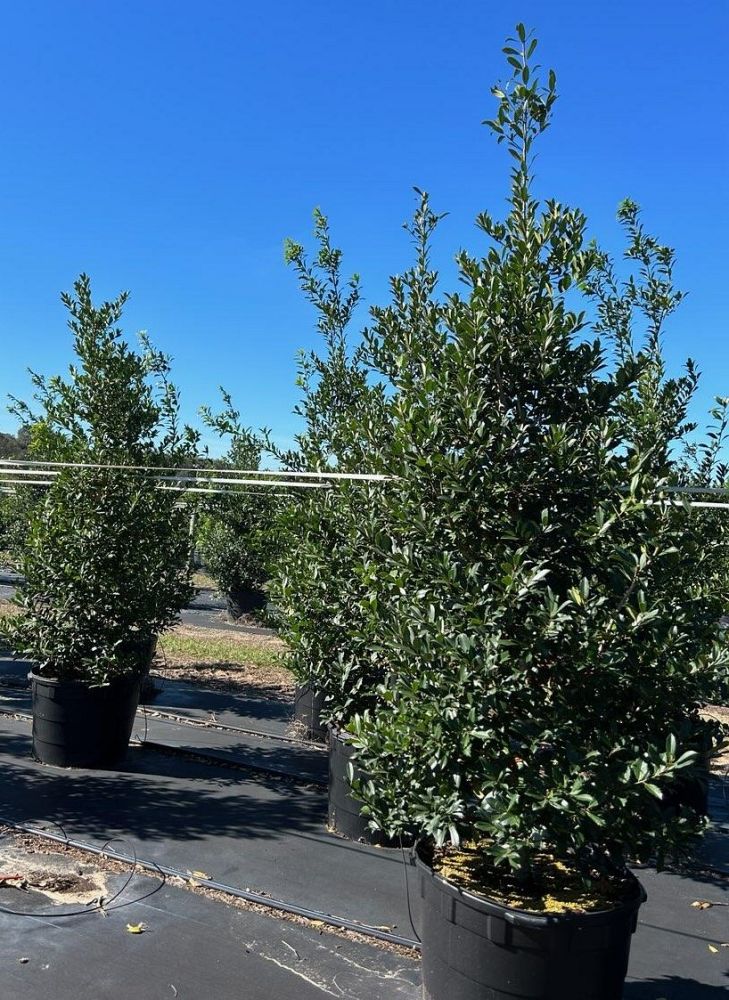 ilex-x-attenuata-eagleston-holly-eagleston-holly