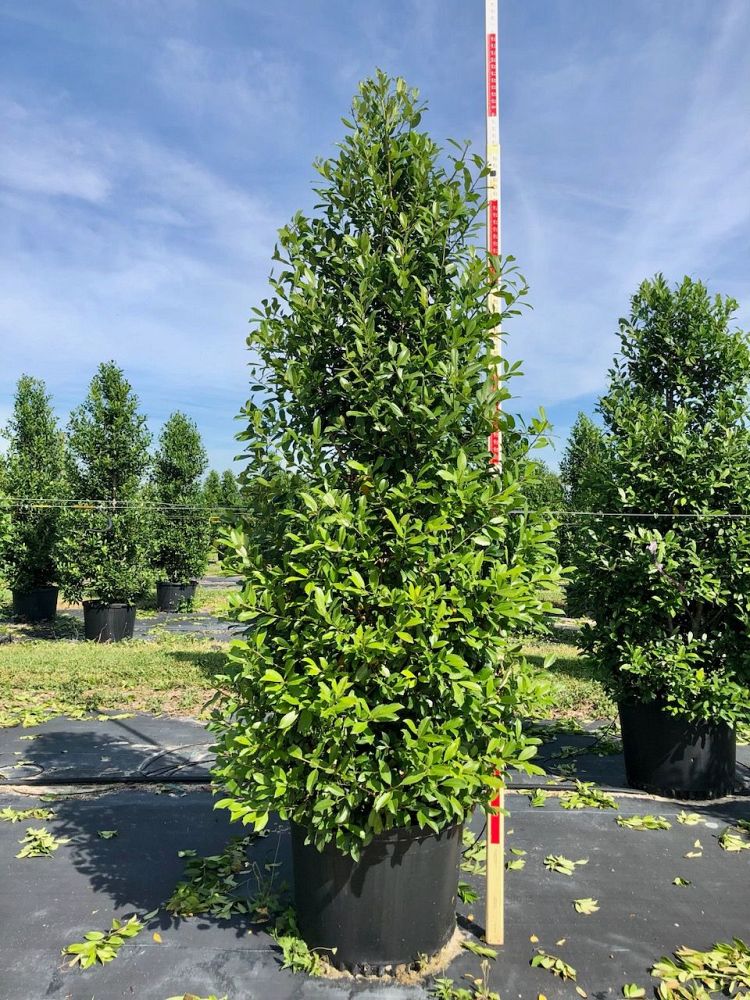 ilex-x-attenuata-eagleston-holly-eagleston-holly