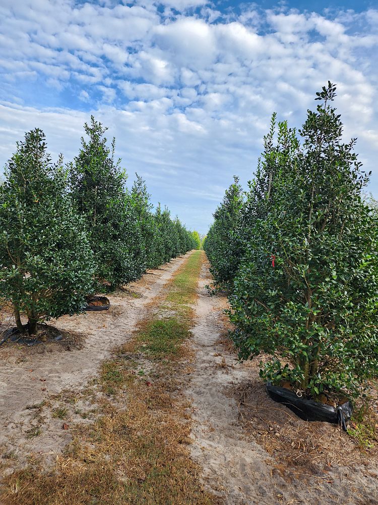 ilex-x-attenuata-eagleston-holly-eagleston-holly