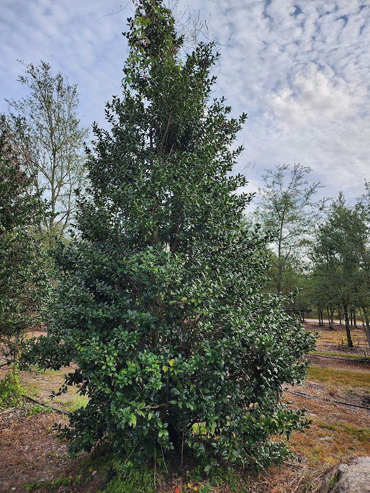 ilex-x-attenuata-eagleston-holly-eagleston-holly