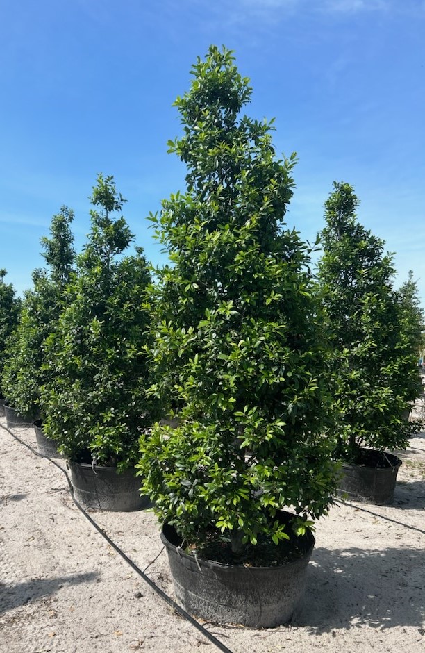 ilex-x-attenuata-eagleston-holly-eagleston-holly
