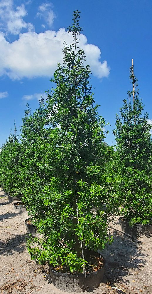 ilex-x-attenuata-eagleston-holly-eagleston-holly