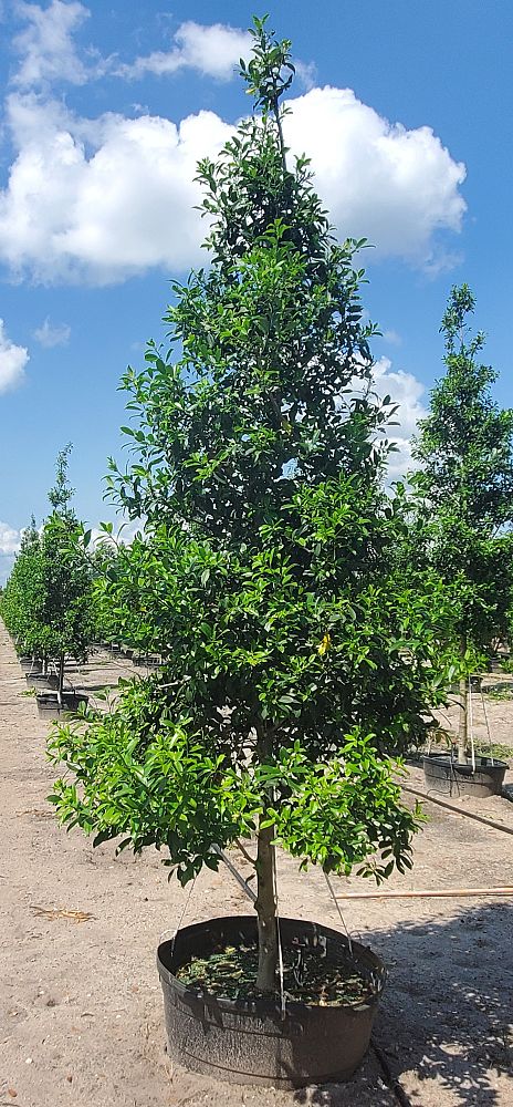 ilex-x-attenuata-eagleston-holly-eagleston-holly