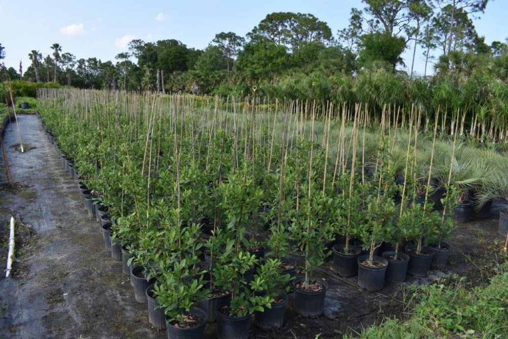 ilex-x-attenuata-eagleston-holly-eagleston-holly
