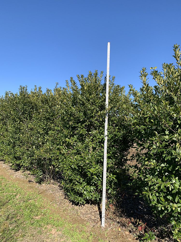 ilex-x-attenuata-eagleston-holly-eagleston-holly
