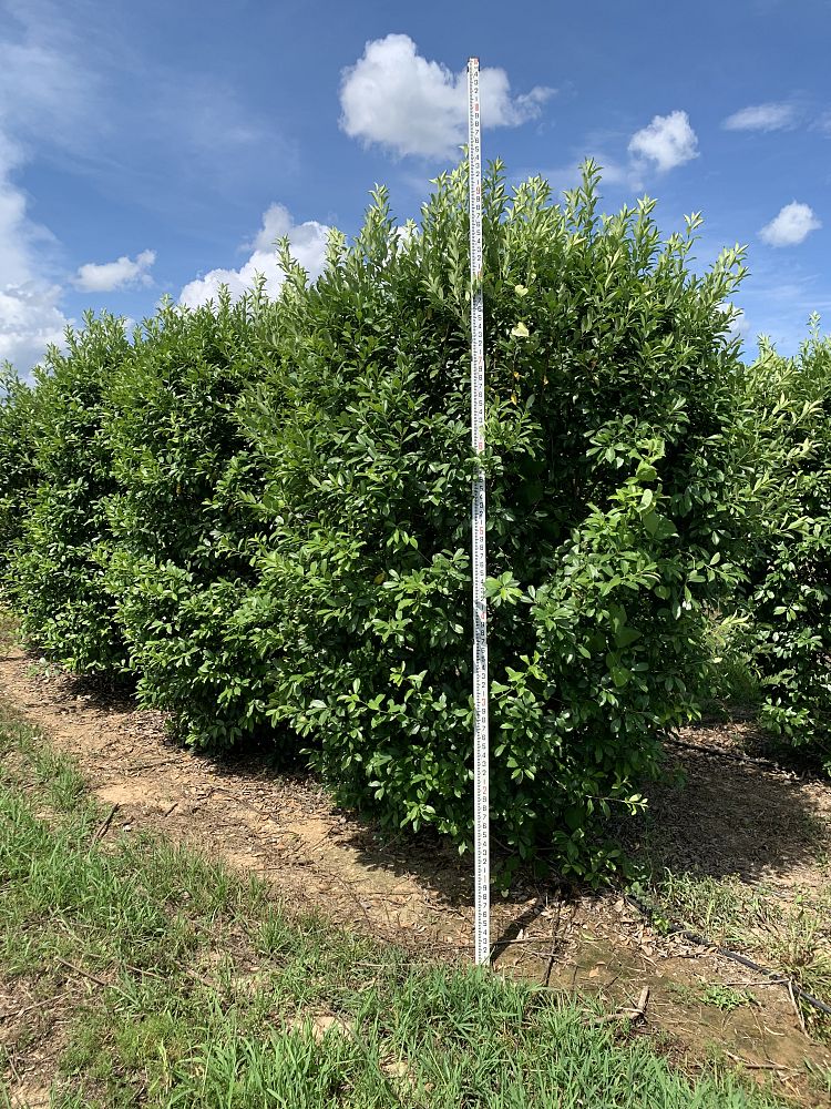 ilex-x-attenuata-eagleston-holly-eagleston-holly