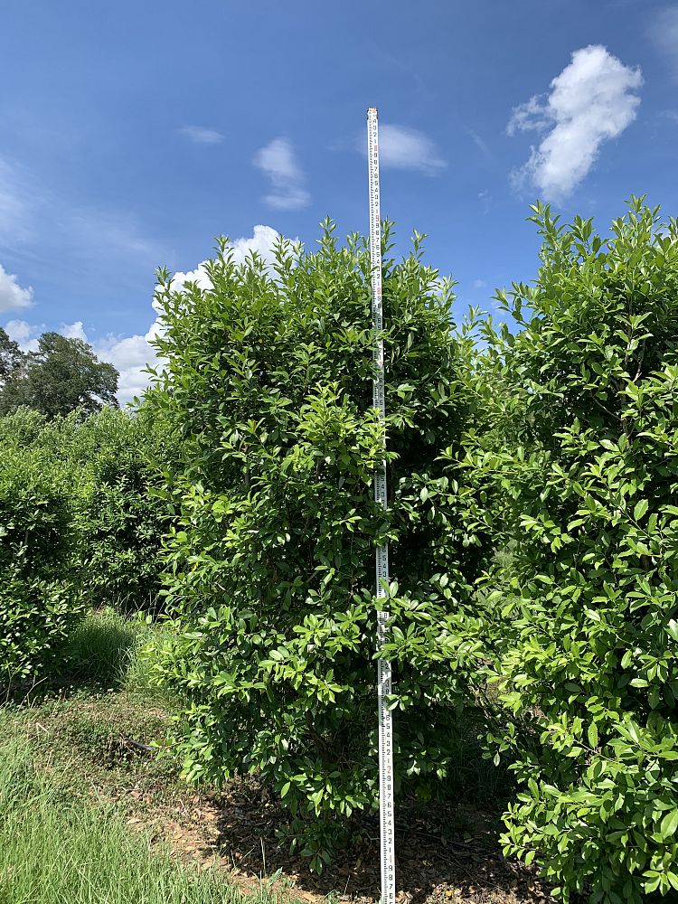 ilex-x-attenuata-eagleston-holly-eagleston-holly