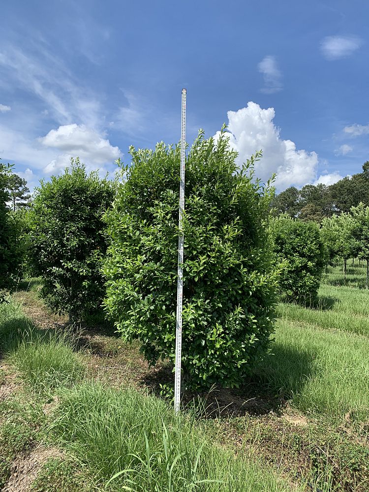 ilex-x-attenuata-eagleston-holly-eagleston-holly