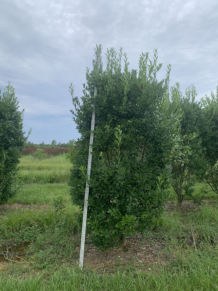 ilex-x-attenuata-eagleston-holly-eagleston-holly