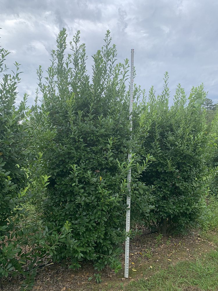 ilex-x-attenuata-eagleston-holly-eagleston-holly