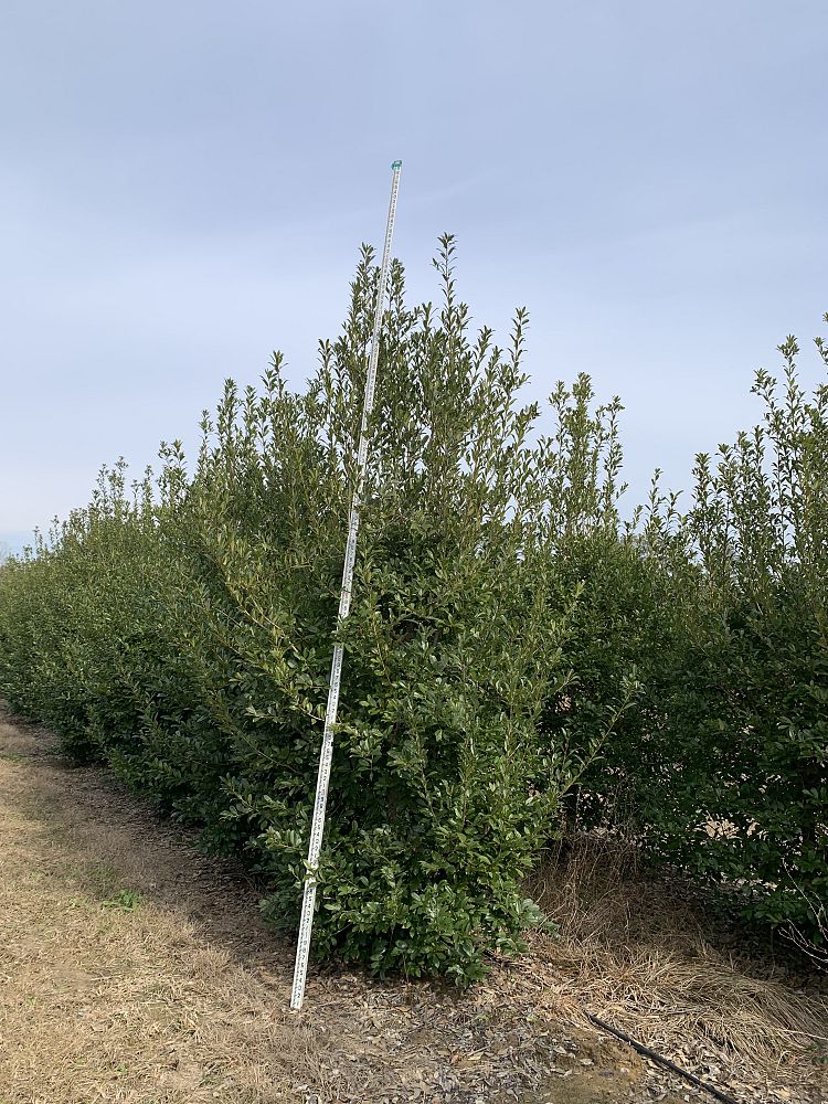 ilex-x-attenuata-eagleston-holly-eagleston-holly