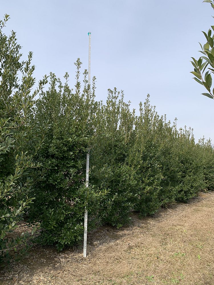 ilex-x-attenuata-eagleston-holly-eagleston-holly