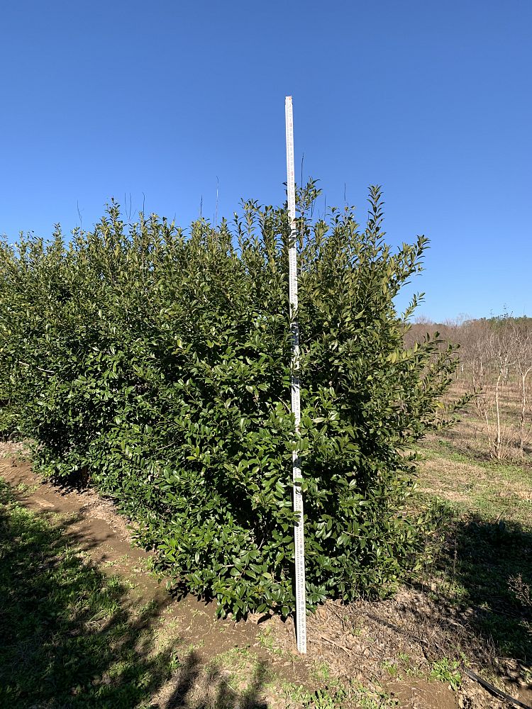 ilex-x-attenuata-eagleston-holly-eagleston-holly
