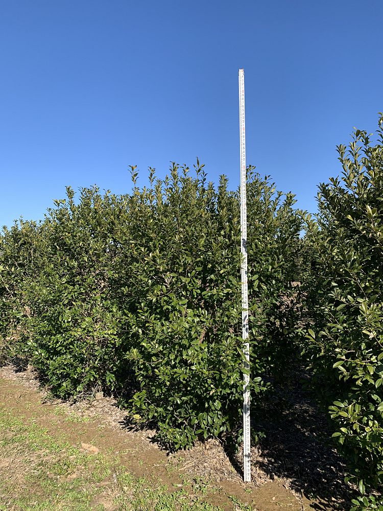ilex-x-attenuata-eagleston-holly-eagleston-holly