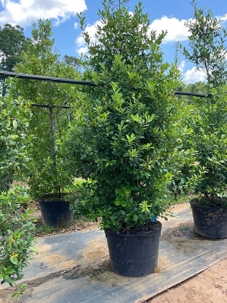 ilex-x-attenuata-eagleston-holly-eagleston-holly