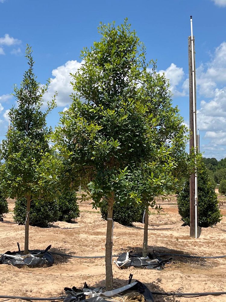 ilex-x-attenuata-eagleston-holly-eagleston-holly