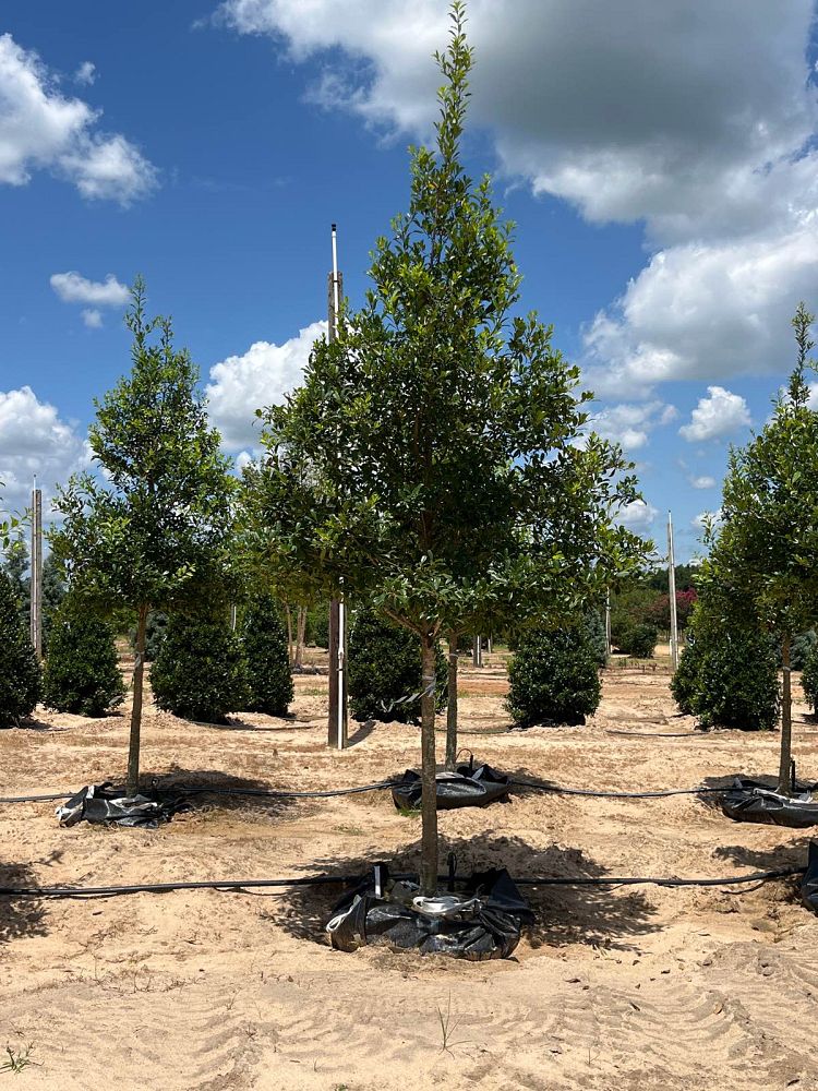 ilex-x-attenuata-eagleston-holly-eagleston-holly